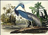 John James Audubon Famous Paintings - Louisiana Heron